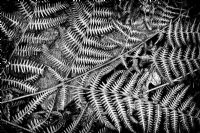 Pteridium aquilinum - Dead bracken fern 