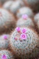 Mammillaria bombycina - Silken Pincushion cactus flowering