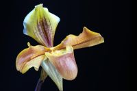 Paphiopedilum villosum x hellas 'Westonbirt' - Slipper orchid
