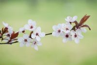 Prunus cedrasifera diversifolia - Cherry plum blossom