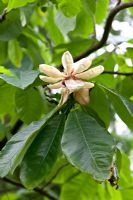 Magnolia obvata