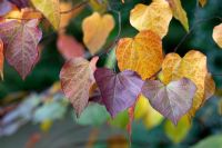 Cercis candensis 'Forest Pansy'