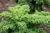 Kale 'Westland Winter' 