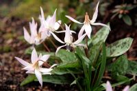 Erythronium dens-canis 'Pink Perfection'