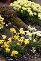 Saxifrages planted in a trough with Saxifraga ferdinandi-coburgii AGM in foreground
