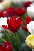 Tulipa 'Red Lizzard'