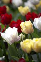 Tulipa 'Creme' and Tulipa 'White Lizzard'