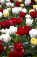 Tulipa 'Creme', Tulipa 'Red Lizzard and Tulipa 'White Lizzard'