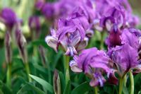 Iris attica - blue
