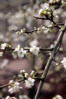 Prunus domestica 'Cambridge Gage' - plum blossom