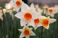 Narcissus 'Aflame'