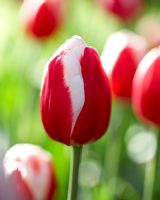 Tulipa Aspen