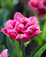 Tulipa 'Matchpoint'  ®