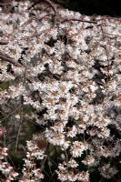 Prunus x yedoensis 'Pendula' syn. Prunus x yedoensis 'Shidare-yoshino' - Weeping White Cherry blossom in spring
