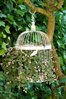 Old metal birdcage used as hanging basket - Buckhurst Hill