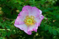 Rosa roxburghii f. plena 