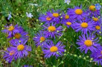 Aster tongolensis and Linum narbonense