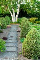 Slab and gravel path framed by cones of Buxus sempervirens 'Elegantissima' leads toward a white stemmed Betula platyphylla. Clumps of Sempervivum and hardy Geranium grow in the gravel - Ivy Croft, Leominster, Herefordshire, UK