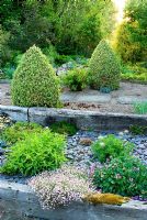 Raised beds made with weathered railway sleepers mulched with blue slate chippings. A path behind is framed with two lines of Buxus sempervirens 'Elegantissima' clipped into cones, with pink flowered Gypsophila repens 'Dorothy Teacher' in foreground - Ivy Croft, Leominster, Herefordshire, UK