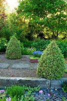 Raised beds made with weathered railway sleepers and mulched with blue slate. A path behind is framed with two lines of Buxus sempervirens 'Elegantissima' clipped into cones - Ivy Croft, Leominster, Herefordshire, UK
