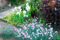 Front garden planting includes Prostrate hypericum, white Iris 'White Knight', Persicaria microcephala 'Red Dragon' and Dianthus 'Jane Austen' - Ivy Croft, Leominster, Herefordshire, UK