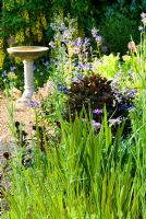 Bird bath beyond border containing Dianthus barbatus 'Sooty', Polemonium caeruleum and Anthriscus sylvestris 'Ravenswing' - Ivy Croft, Leominster, Herefordshire, UK
