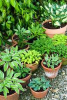 Collection of small Hostas in pots - Ivy Croft, Leominster, Herefordshire, UK