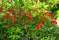 Tulipa sprengeri - Ivy Croft, Leominster, Herefordshire, UK