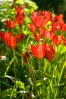 Tulipa sprengeri - Ivy Croft, Leominster, Herefordshire, UK