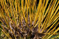 Salix alba var. vitellina 'Britzensis' stems