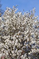 Magnolia salicifolia 'Wada's Memory' flowering in Spring