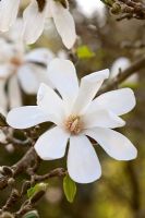 Magnolia salicifolia 'Wada's Memory' flowering in spring