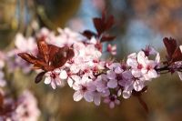 Prunus cerasifera 'Nigra' blossom in spring