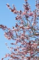 Prunus cerasifera 'Nigra' blossom in Spring