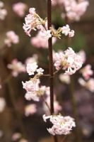 Viburnum bodnantense 'Charles Lamont' flowering in winter
