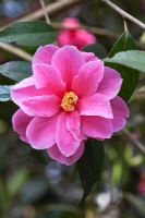 Camellia 'Maud Messel' 