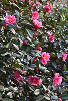 Camellia  reticulata x williamsii 'Leonard Messel' 