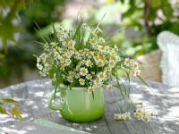 Matricaria chamomilla and grass in vase