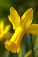 Narcissus cyclamineus 'Tweety Bird' 