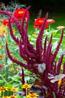 Amaranthus cruentus 'Velvet Curtains', Zinnia angustifolia 'Old Mexico' and Zinnia elegans 'Scarlet Flame'