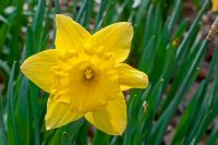Narcissus 'Dutchmaster' 