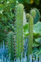 Echinopsis pachanoi syn. Trichocereus pachanoi, columnar cactus, growing outside at Great Dixter