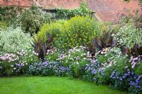 A border in the solar garden at Great Dixter in early September. Annuals bedded out amongst shrubs. Cosmos bipinnatus 'Sonata Pink' and Ageratum houstonianum 'Blue Horizon' in front of Bupleurum fruticosum and Cornus alba 'Elegantissima'