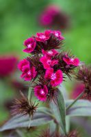 Dianthus barbatus 'Oeschberg' - Sweet William