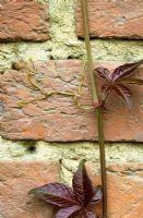 The sticky pads of virginia creeper (Parthenocissus) showing how it clings to a wall