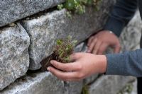 Woman planting Sedum reflexum in cracks of stone wall