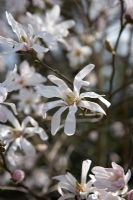 Magnolia x loebneri 'Leonard Messel' in March