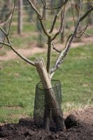 Young fruit tree with protection and support, March