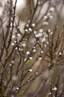 Salix hastata 'Wehrhahnii' in March