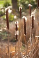 Typha angustifolia - Bullrush seedheads in March